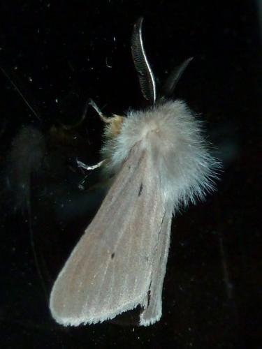Diaphora mendica